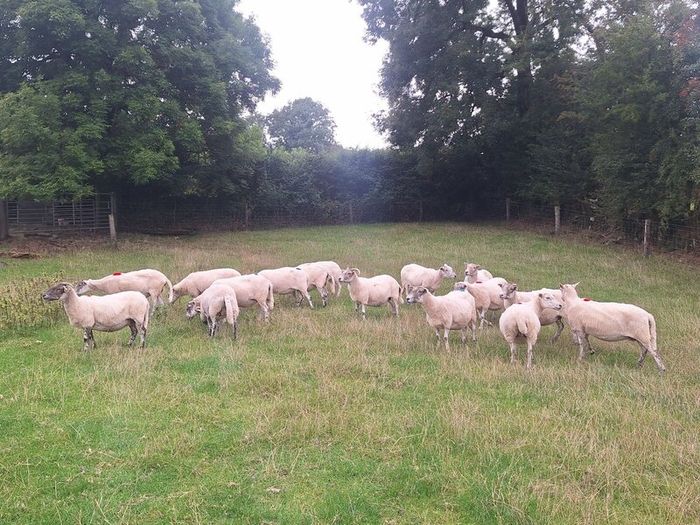 Easycare x Lanark ewes Tullow Mart today