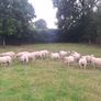 Easycare x Lanark ewes Tullow Mart today Image 4