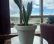 Plant