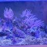 corals Image 3