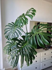 Large monstera deliciosa