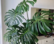 Large monstera deliciosa