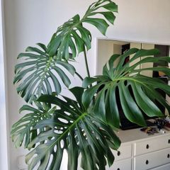 Large monstera deliciosa