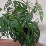 flowers Monstera adansonii - Monkey Image 2