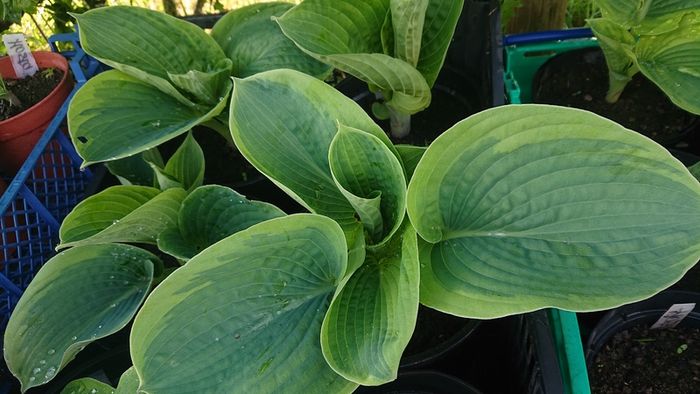 Hosta Seeds and Hosta Plants