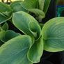 Hosta Seeds and Hosta Plants Image 2