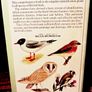 1952. Collins Pocket Guide To British Birds. Image 7