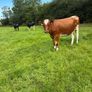 10 February calving Xbred heifers Image 6