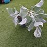 Plant Angel Wings Senecio Image 4