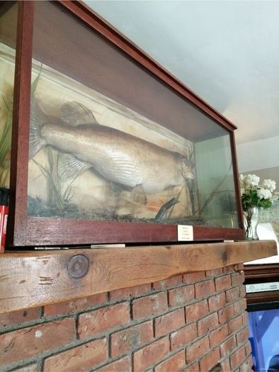 taxidermy