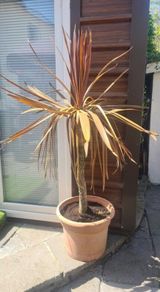 Palm Tree