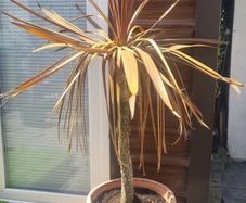 Palm Tree