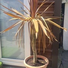 Palm Tree