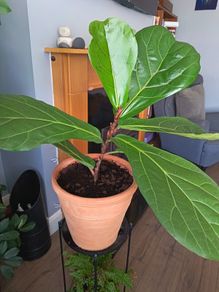 Fiddle leaf fig