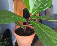 Fiddle leaf fig