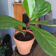 Fiddle leaf fig