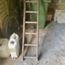 Wooden ladder Image 2
