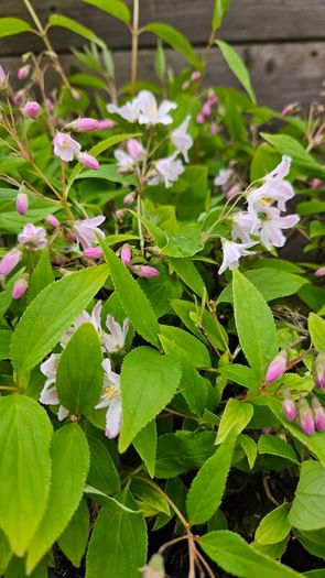 Shrubs and Garden Plants