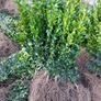 Box Hedging Image 8
