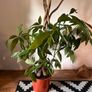 25 Potted Plants & 6 Boxes of Floral Styling Stock Image 9