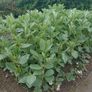 Broad Bean / Butter Bean / Seeds Image 3