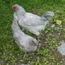 Blue Laced Wyandotte and Auracana Image 5