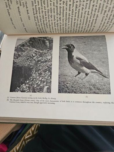 A View Of Ireland. 12 Essays On Different Aspects Of Irish Life And The Irish Countryside.  Edited By James Meenan & David A. Webb. First Edition Large Volume Hardback In Good Condition. See Photos For Same.