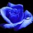 cenz77