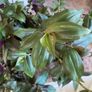 Plant - Houseplant- Tradescantia Zebrina Flame Dance Image 5