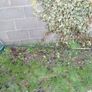 Landiing Net Image 2
