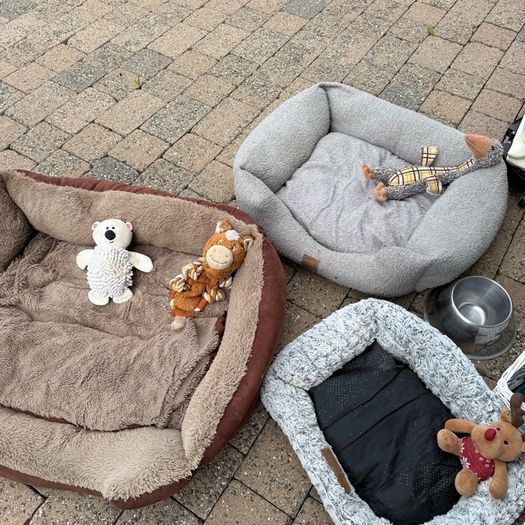 Dogs