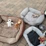 Dogs Image 2