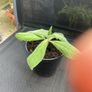Echium candicans | Pride of Madeira Image 3