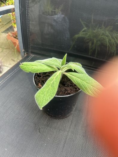 Echium candicans | Pride of Madeira