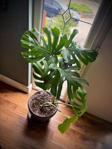 large potted monstera