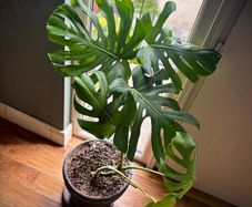 large potted monstera