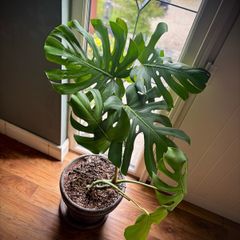 large potted monstera