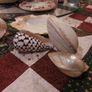 Decorative Shells Image 5