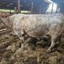 Foster cow Image 8