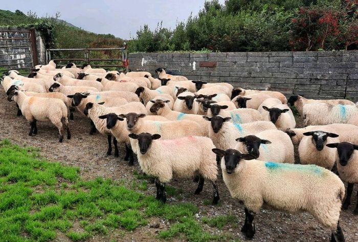 Ewe Lambs