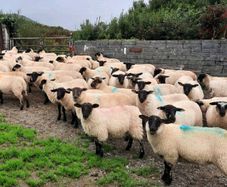 Ewe Lambs