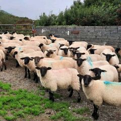 Ewe Lambs