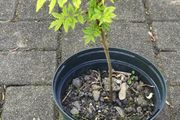 Rhus Glabra - Sumac small garden tree