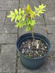 Rhus Glabra - Sumac small garden tree