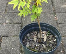 Rhus Glabra - Sumac small garden tree