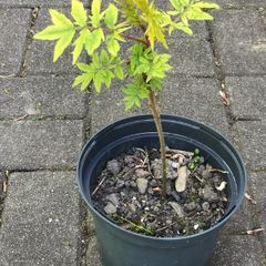 Rhus Glabra - Sumac small garden tree
