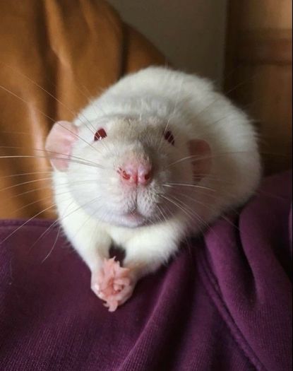 pet rats