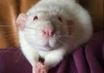 pet rats