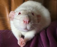 pet rats