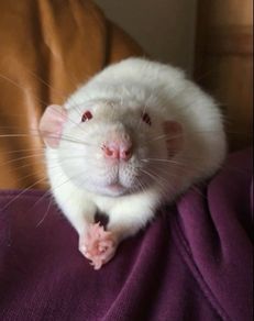 pet rats